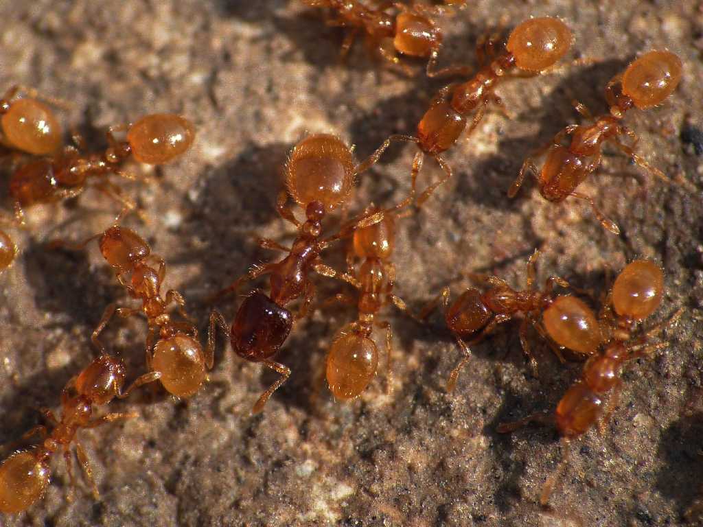 Solenopsis fugax - Tolfa (RM)